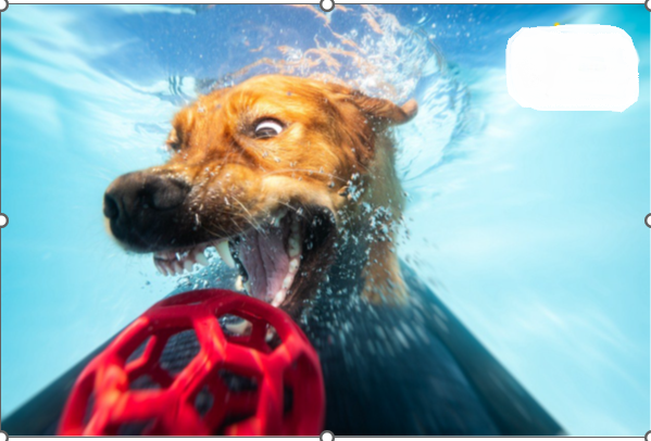 Unterwasserhund · fotografía / photograph